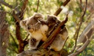 Koala
Il parco dove ho potuto fare questa foto si trova nell'isola di Philiph Island (famosa ai motociclisti come me per la presenza di un circuito utilizzato nel mondiale 500 cc.), che si trova tra Melbourne e Sidney.
Altra caratteristica di questa isola e' dovuto al fatto di essere densamente popolata di pinguini.
Questi simpatici animaletti e' divertentissimo vederli rientrare a fine giornata dall'oceano per rintanarsi nelle loro buche presenti sulle spiagge sabbiose.
Ma torniamo alla foto, il Koala ha l'abitudine di vivere, e quindi trascorrere, tutta la sua vita sull'albero dell'eucalipto dormendo e  nutrendosi delle sue foglie per le quali e' ghiotto. Unico neo e che l'eucalipto Australiano ha una altezza che varia dai trenta agli ottanta metri, conseguentemente il fotografare questo stupendo mucchietto di peli e' alquanto difficile dopo averlo individuato. Per questa foto ho utilizzato un tele obbiettivo da 300 mm  con tanto di cavalletto.
[Foto e commenti di Valter Airola]