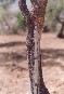 SICILIA
Castelbuono, 13 agosto 1992
Questo  il frassino da cui si ricava la manna...