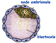 blastocisti