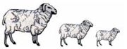 clonazione della pecora