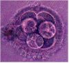 embrione a otto cellule