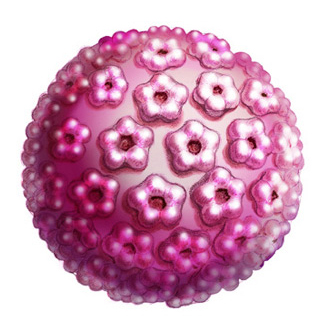 Virus HPV:  Schema struttura