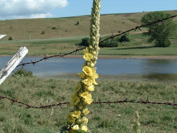 lago Cecita, estate 2004