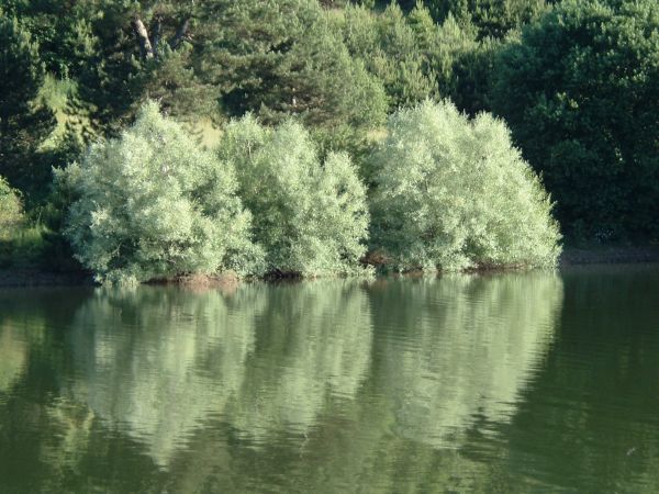 Lago Cecita, estate 2004