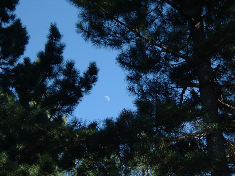 Luna tra gli alberi, Agosto 2006