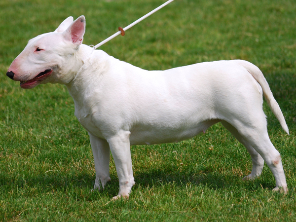 bull terrier muscoloso