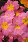 primula_rosa.jpg (30810 byte)