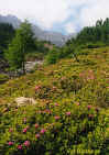 panorama _val_bodengo_fioritura_di_rododendri