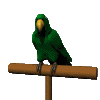 il colorato pappagallo