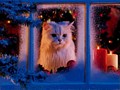 Gatto bianco alla finestra
