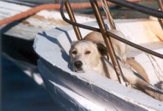 Cane sulla barca