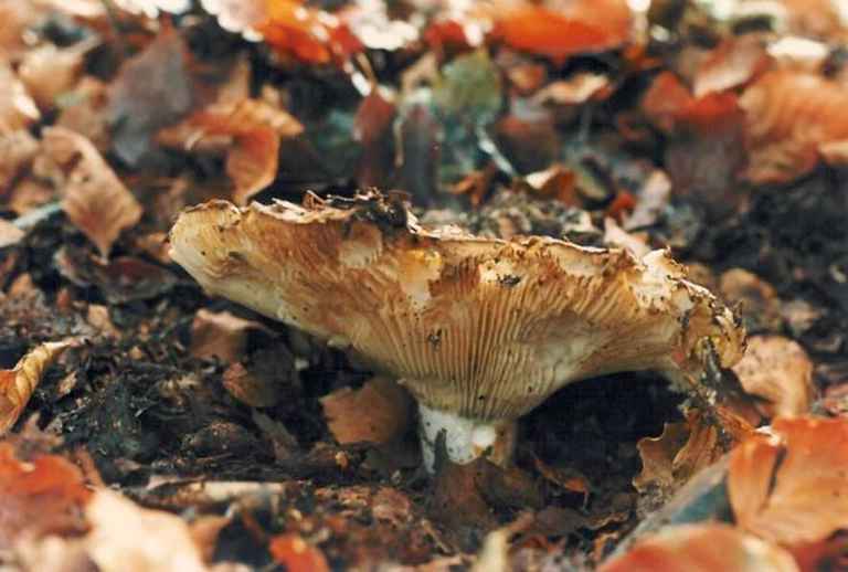 Particolare di un fungo in autunno a Forca d'Acero