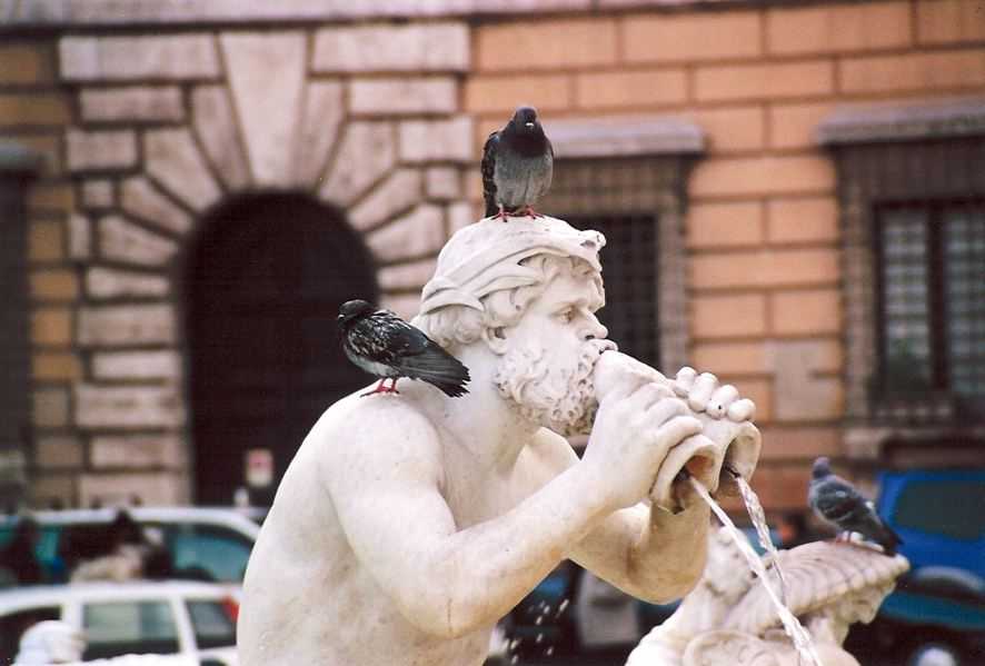Piccioni sulla fontana di piazza Navona