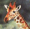 ug-giraf.jpg (5045 byte)