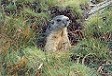 Una marmotta insolitamente fiduciosa tra i prati nei pressi della Weissmieshutte.