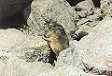Una delle elusivissime marmotte che popolano i dintorni del refuge du Couvercle.