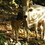 Mucche al pascolo (monte Cesima)
