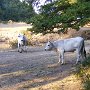 Mucche al pascolo (monte Cesima)