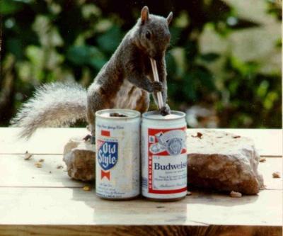 scoiattolo alcolizzato