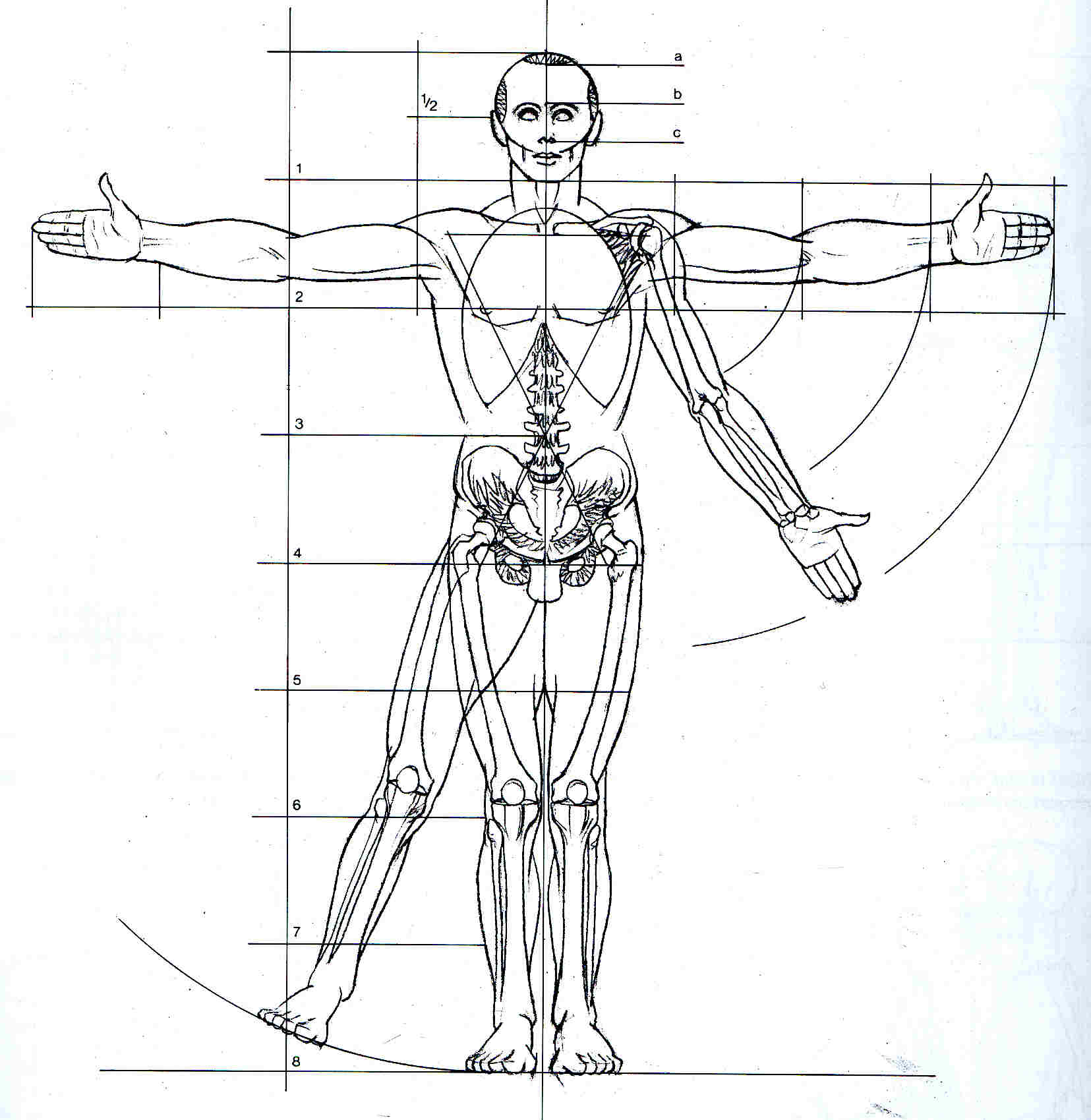 Disegnare Il Corpo Umano
