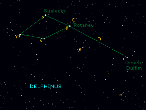 delphinus