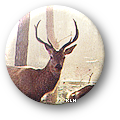 deer_1