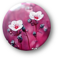 pinpinkflowers