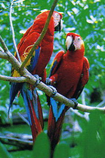 pappagalli del Loro Parque