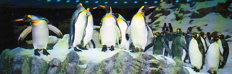 pinguini del Loro Parque