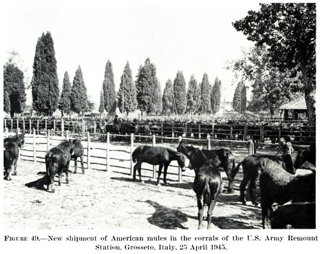 Grosseto: muli americani in acclimatamento 25 aprile 1945 