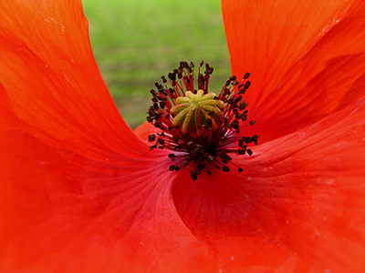 FIORI dig by Lamberto Ferro (66)