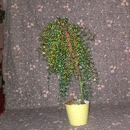 bonsai04