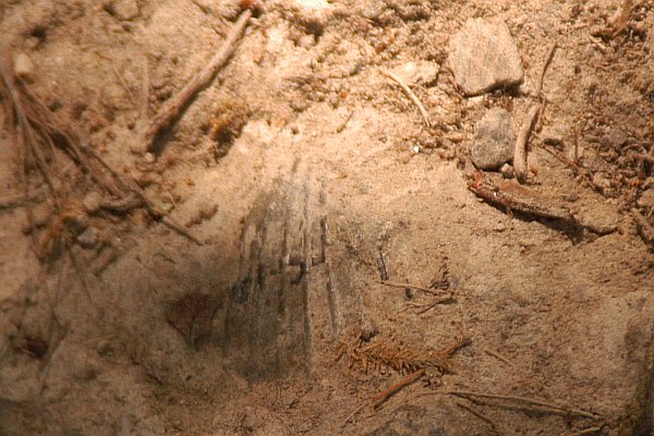 Parco Stirone - fossile
