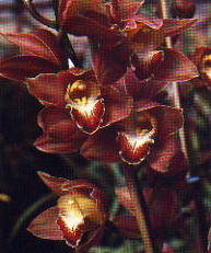 orchidea