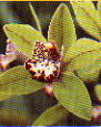 cymbidium