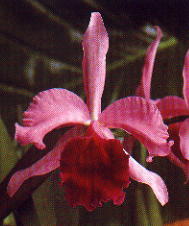 laelia