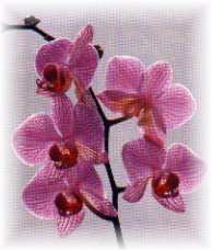 phalaenopsis