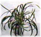 Ophiopogon