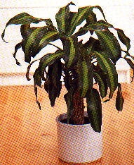 Dracena 