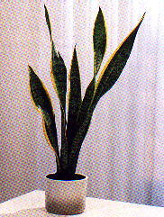 Sanseveria * In gergo - La lingua della suocera -