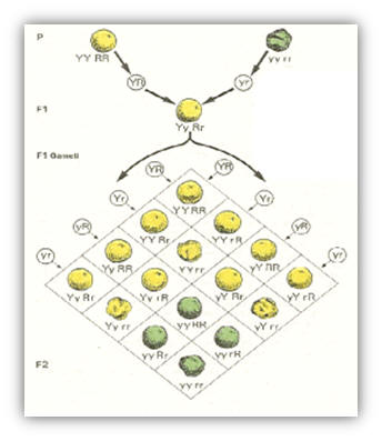 mendel leggi