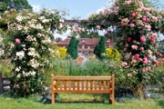Garden of roses St. Albans (UK)