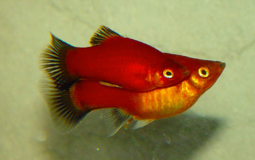 Platy (Xiphophorus maculatus) (42K)