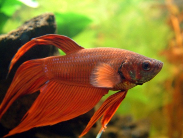 betta_splendens (69K)