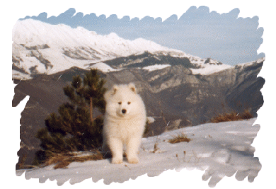 Deli da cucciola in montagna