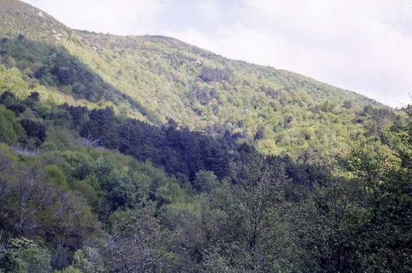 Bosco Deciduo - Monte Colombino, Voze (SV)