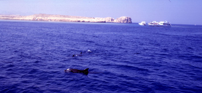 Delfini a Ras Mohammed - 10 Agosto 95 -Copyright  Mario Pasquini