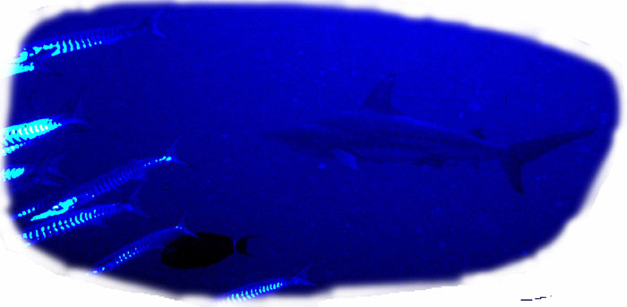 Squalo a Shark Reef - 10 Agosto 95 - Copyright  Mario Pasquini