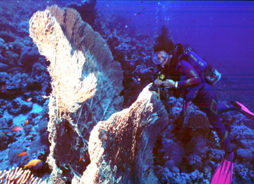 Luisella osserva le Gorgonie a Thomas Reef - Agosto 96 - Copyright  Mario Pasquini