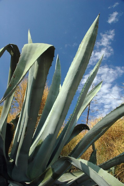 Agave 2.jpg